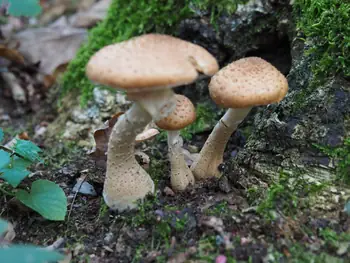 Vagevuurbos an Lippensgoed-Bulskampveld (Belgium)